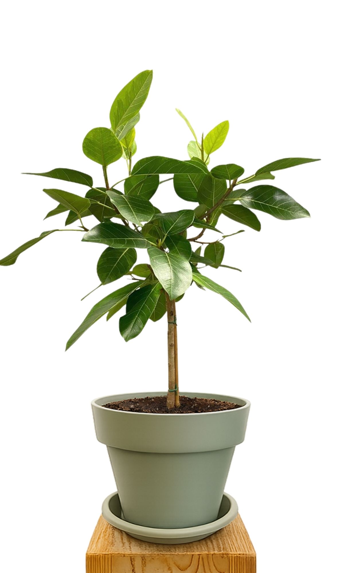 Plant kit 30 Green